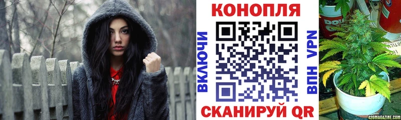 Канабис конопля  Кирс 